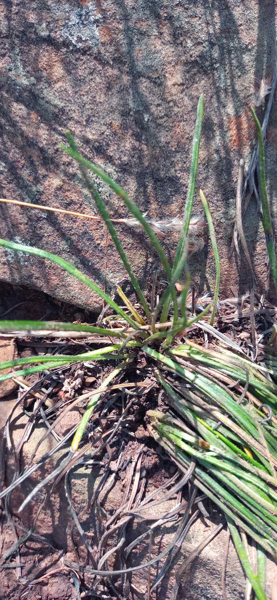 Gazania linearis