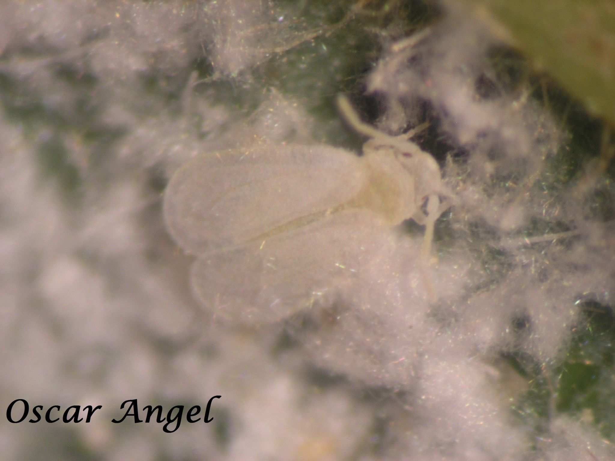 Paraleyrodes