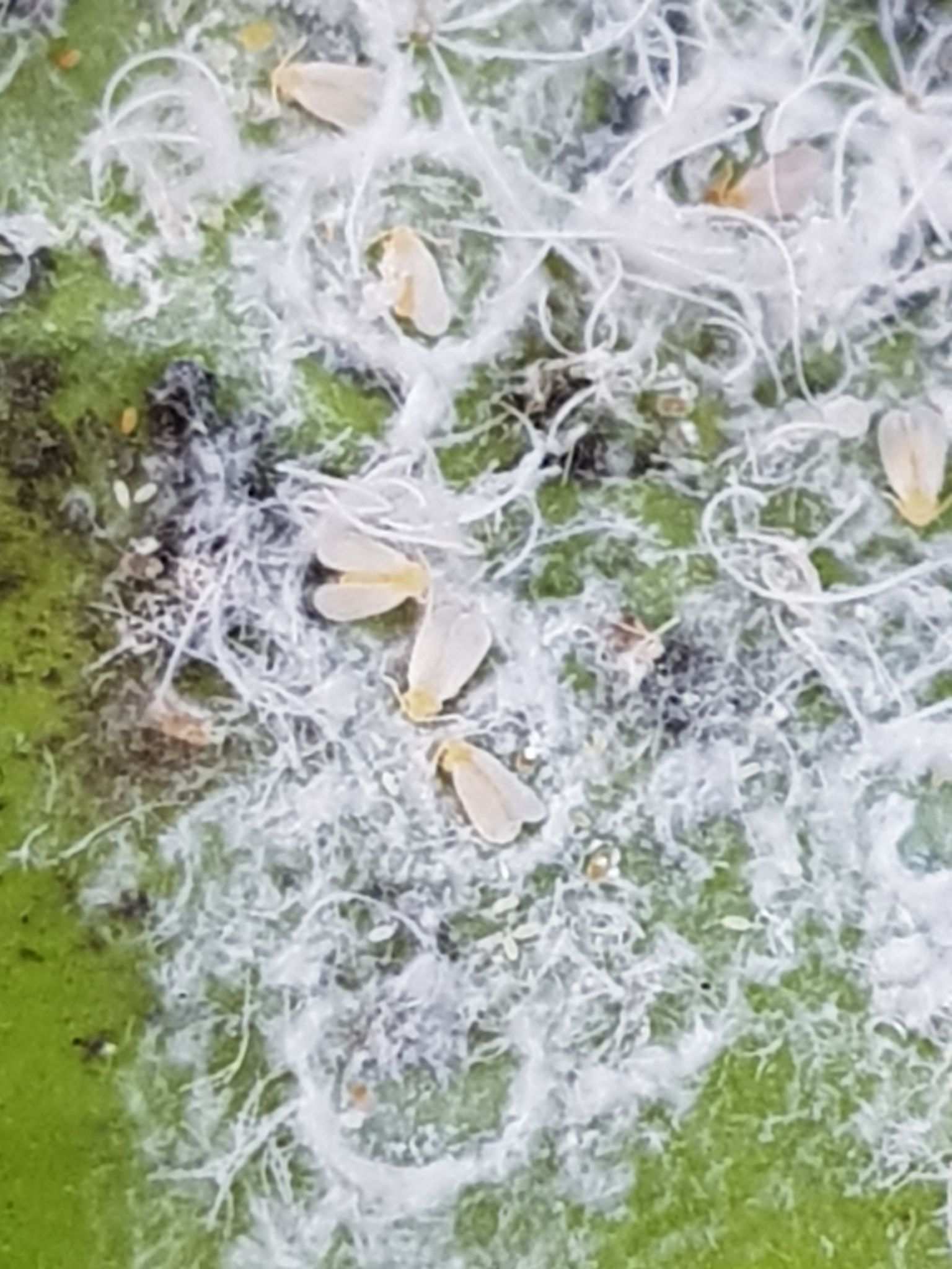 Paraleyrodes