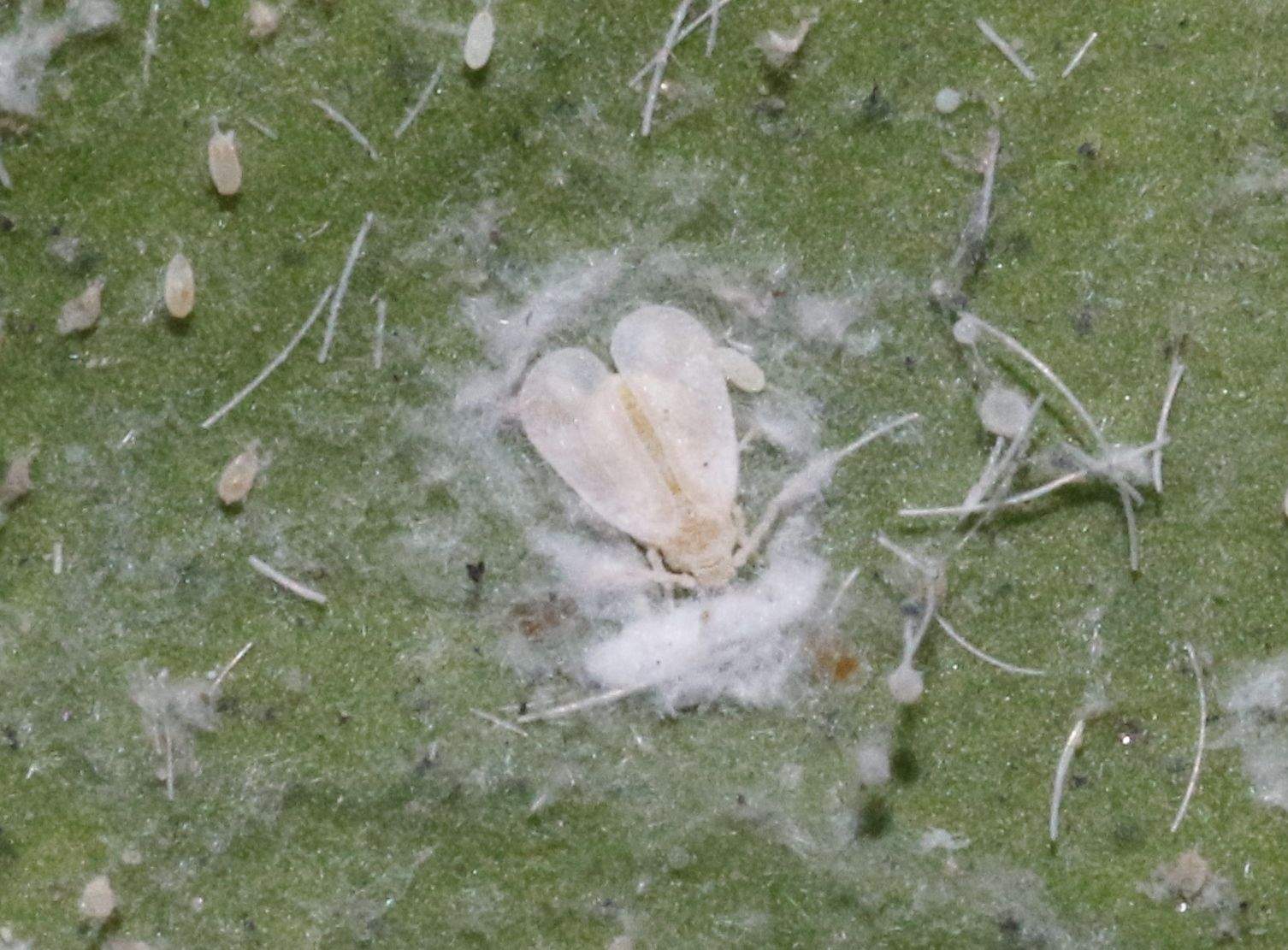 Paraleyrodes