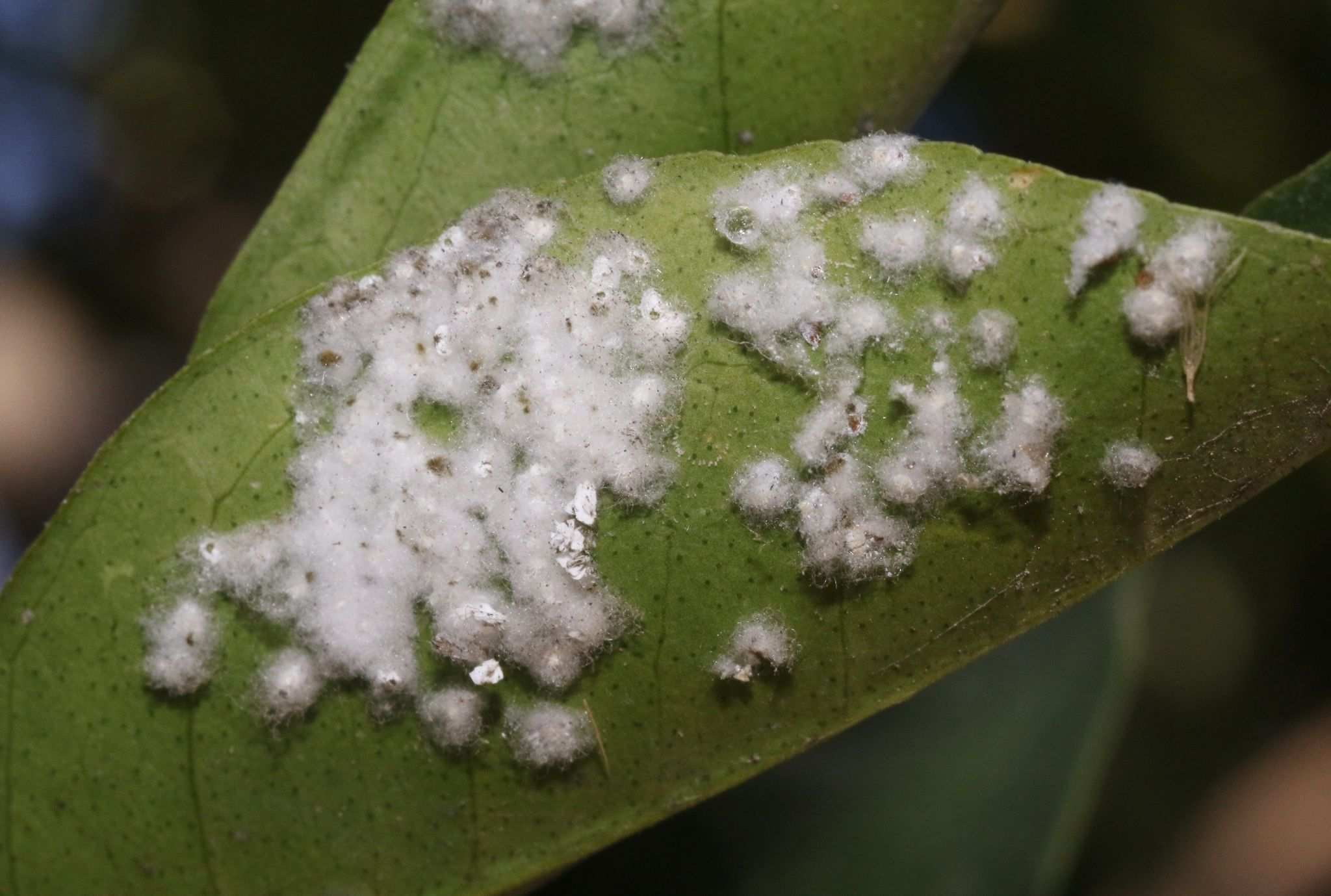 Paraleyrodes