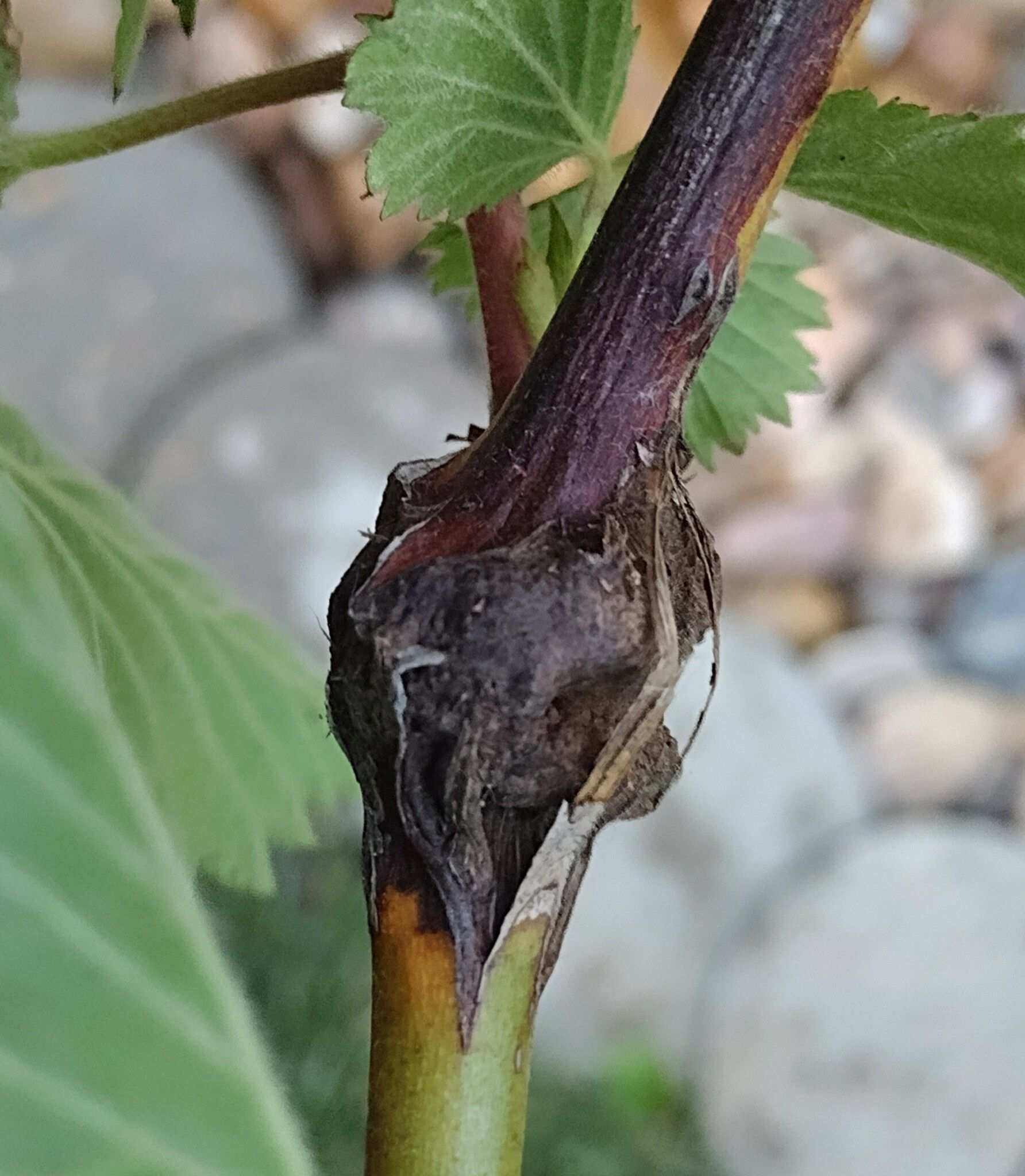 Agrobacterium rubi