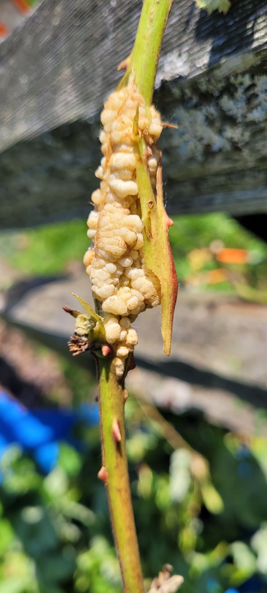 Agrobacterium rubi