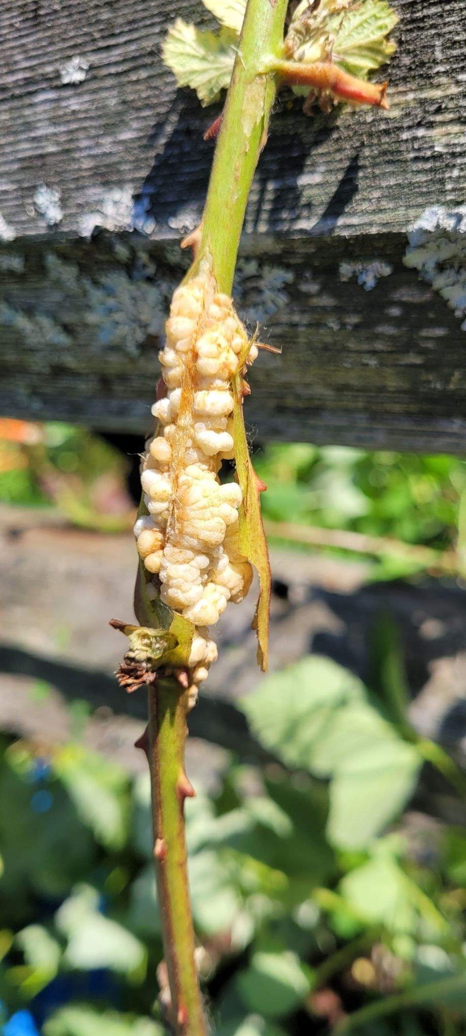 Agrobacterium rubi