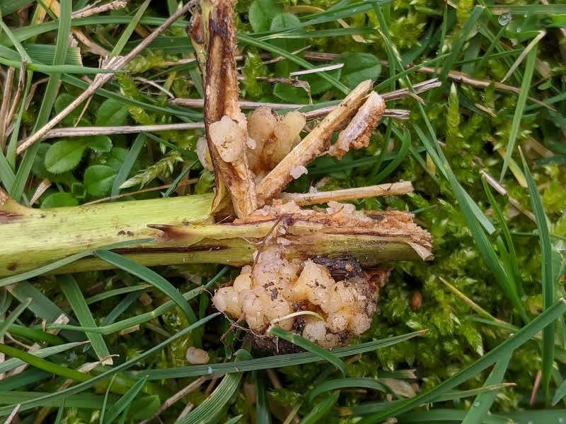 Agrobacterium rubi