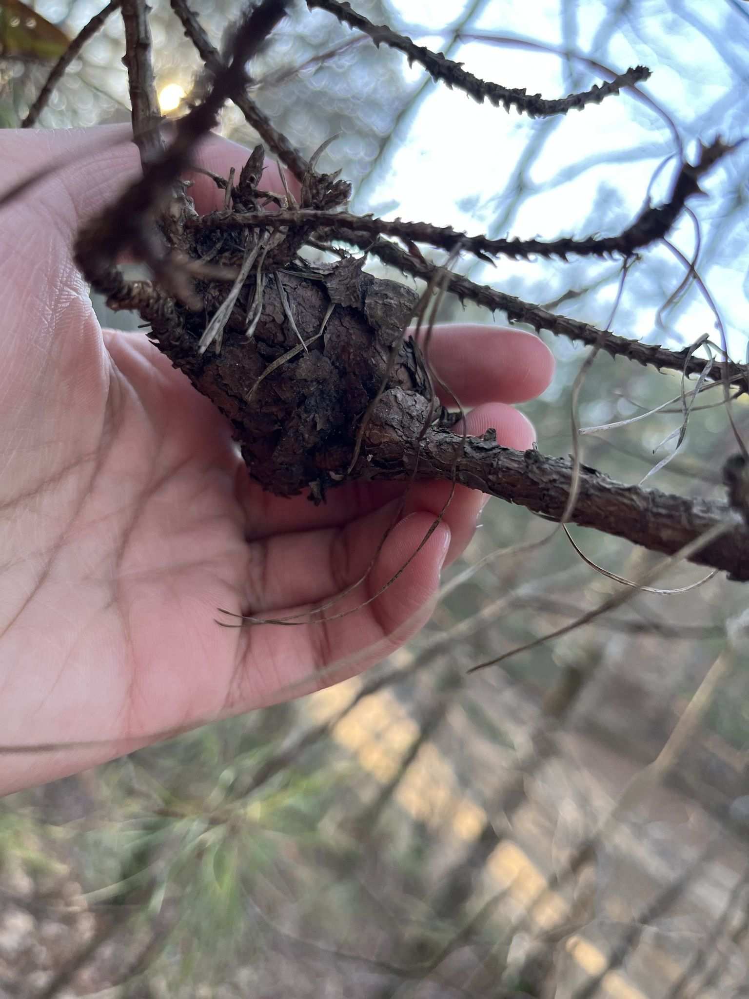 Cronartium fusiforme