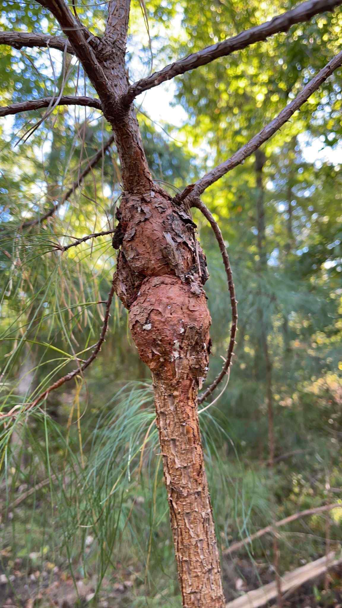 Cronartium fusiforme