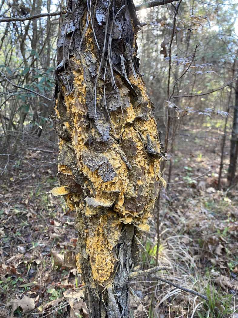 Cronartium fusiforme