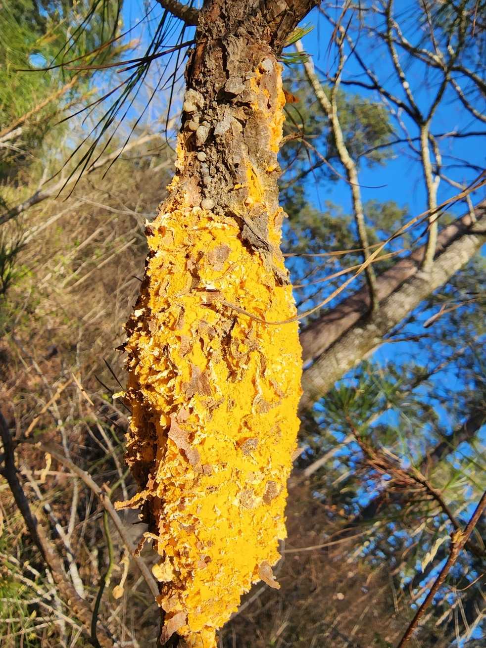 Cronartium fusiforme