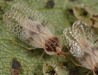 Gargaphia