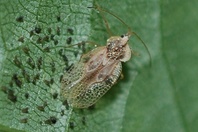 Gargaphia