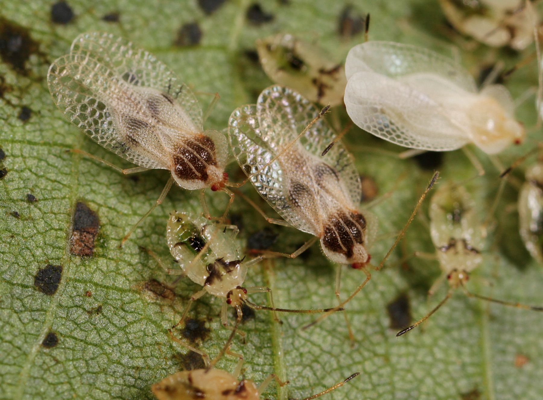 Gargaphia
