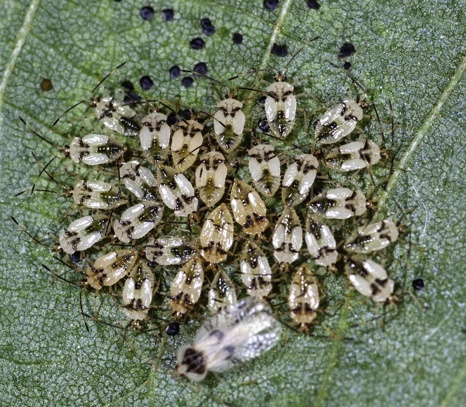 Gargaphia