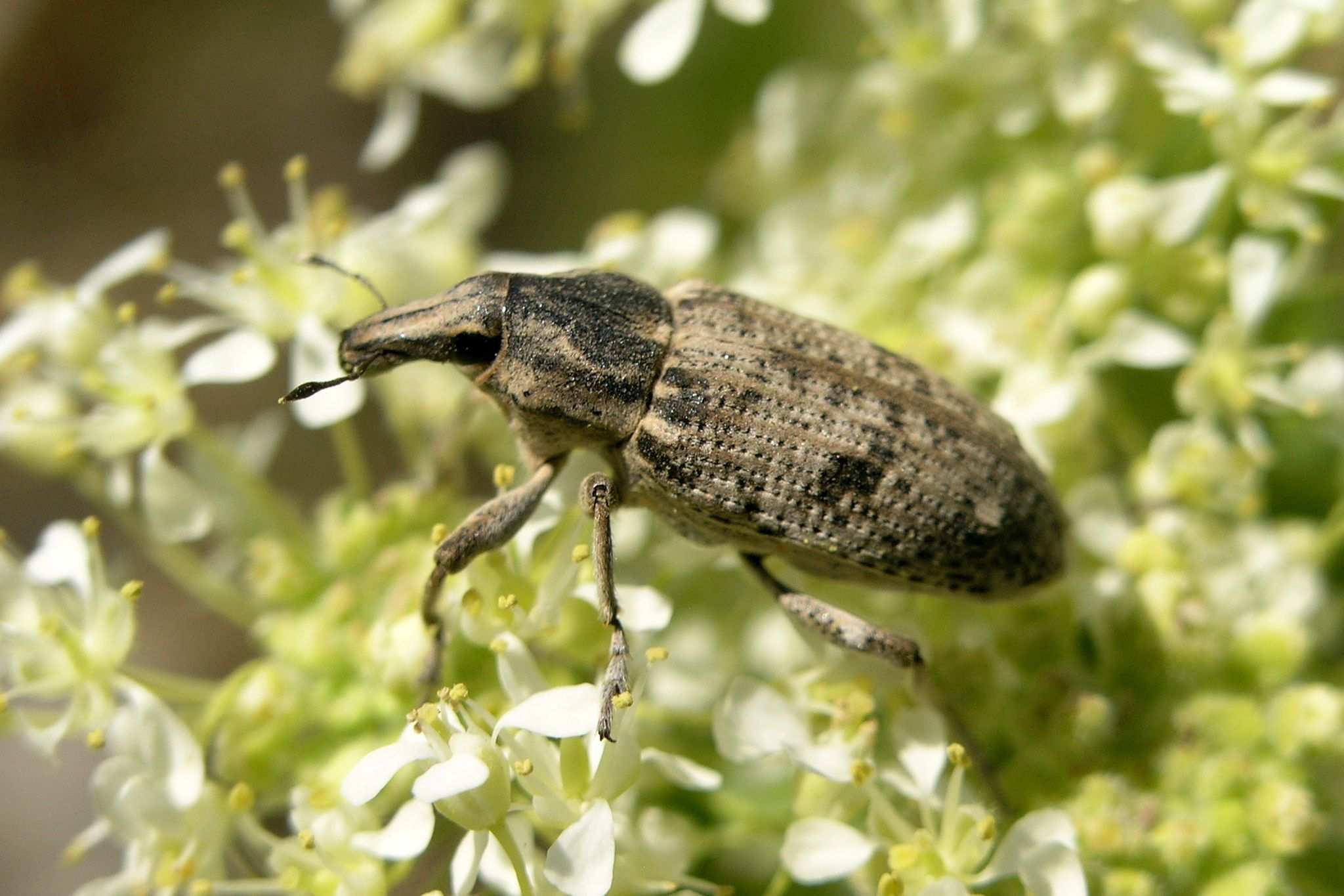 Asproparthenis punctiventris