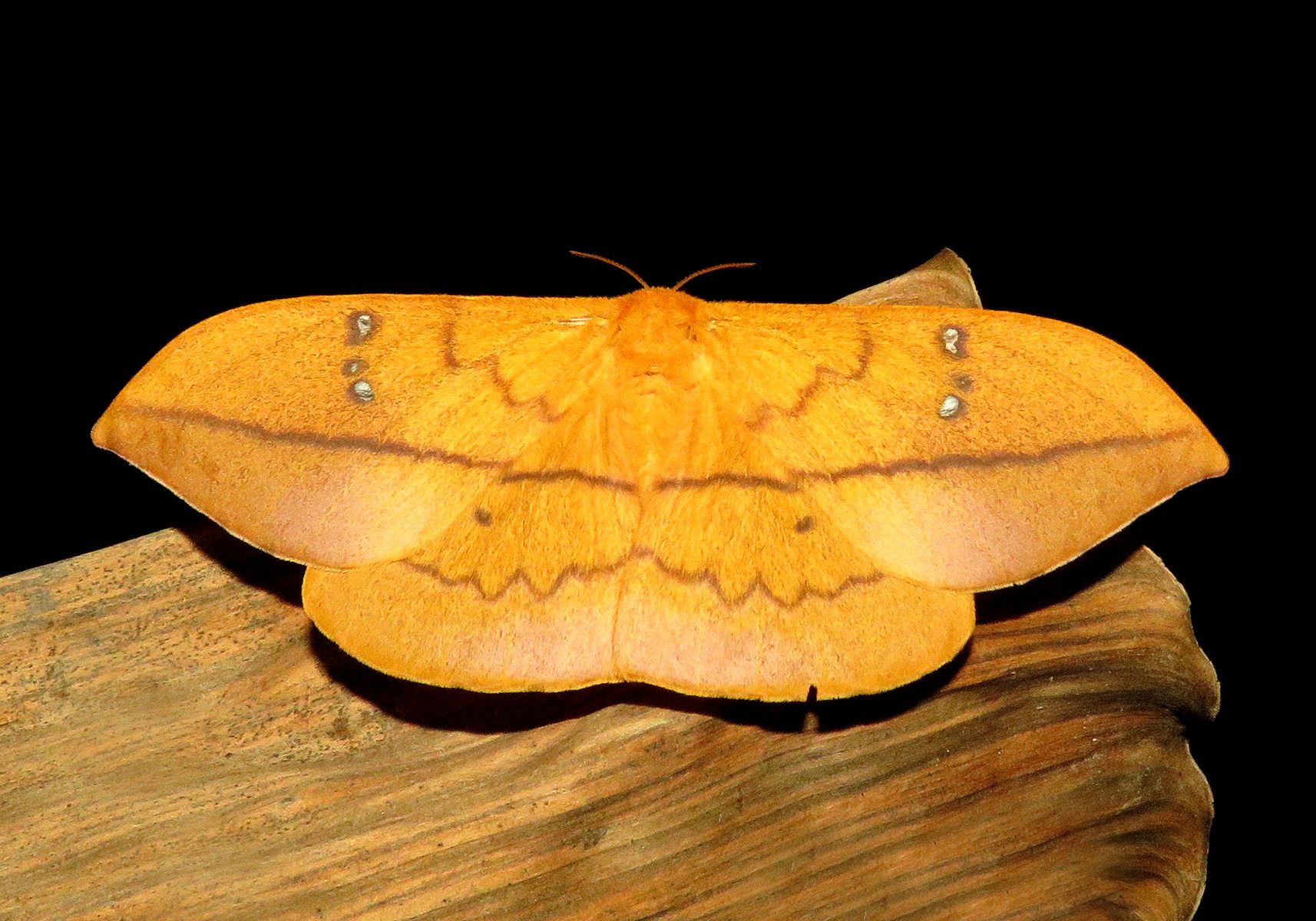 Cricula trifenestrata