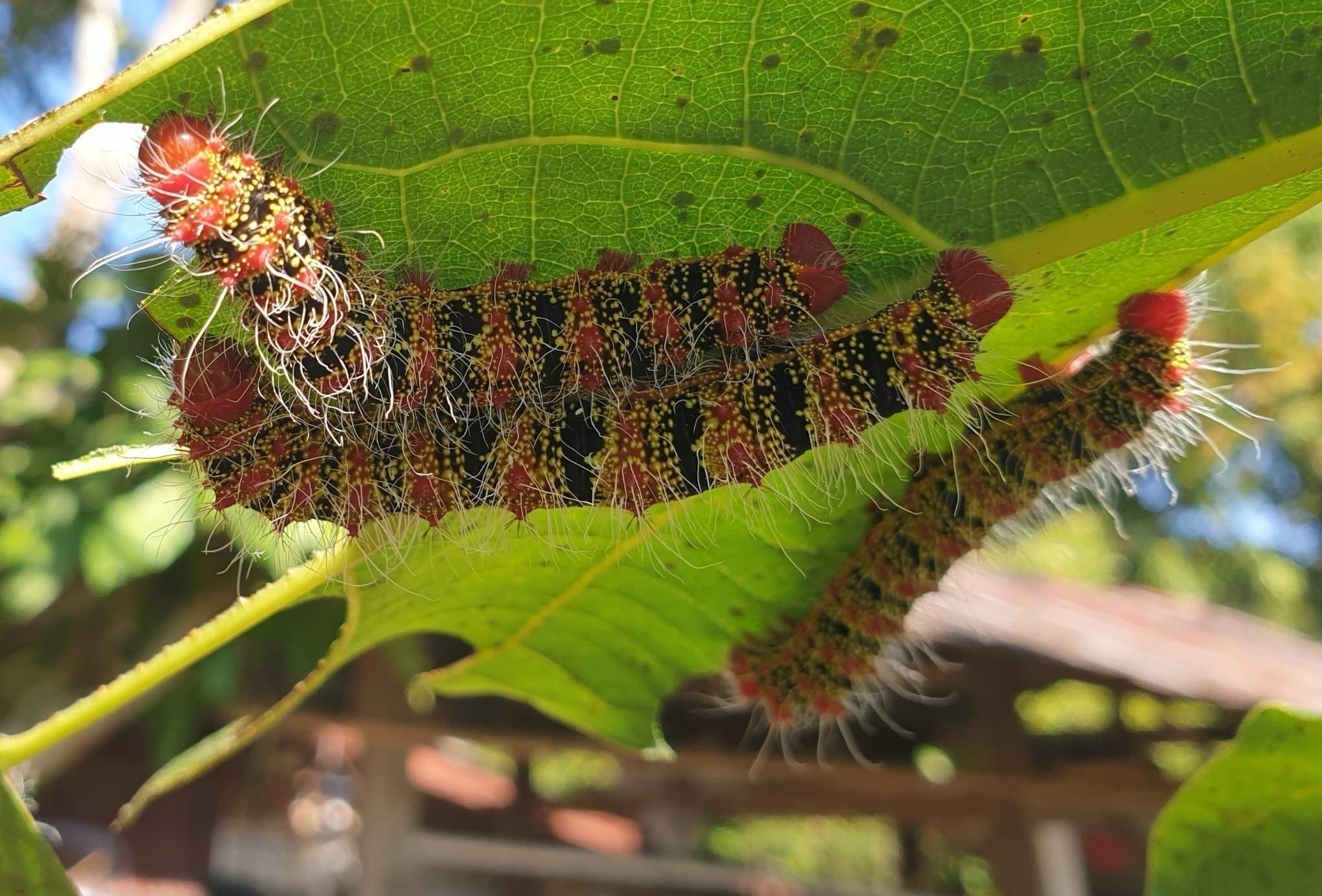 Cricula trifenestrata