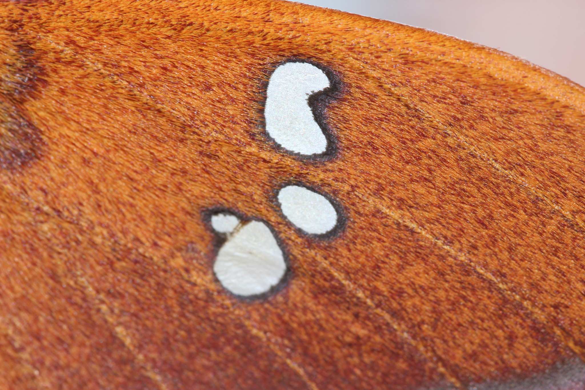 Cricula trifenestrata
