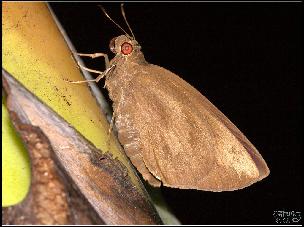 Erionota torus