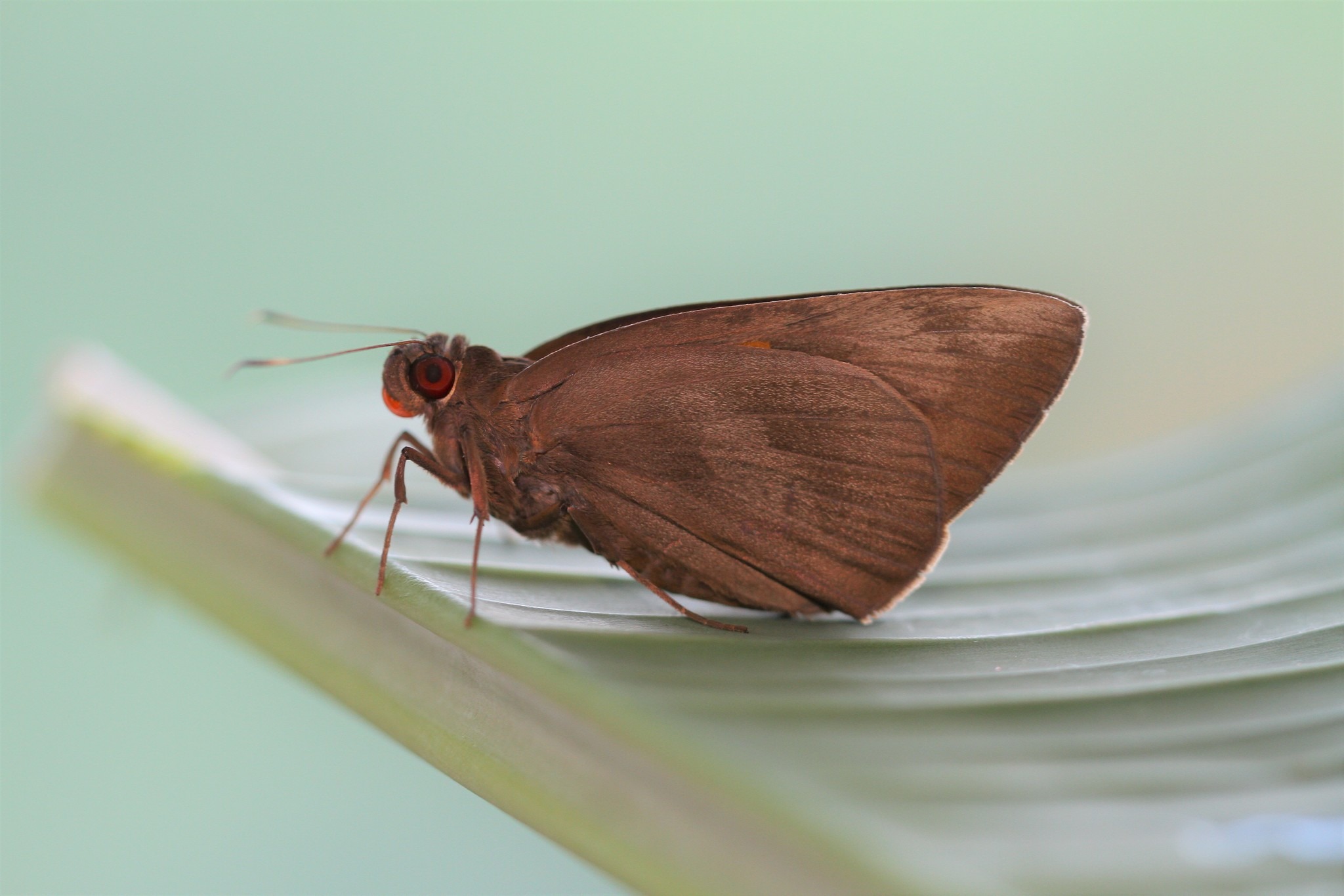 Erionota torus