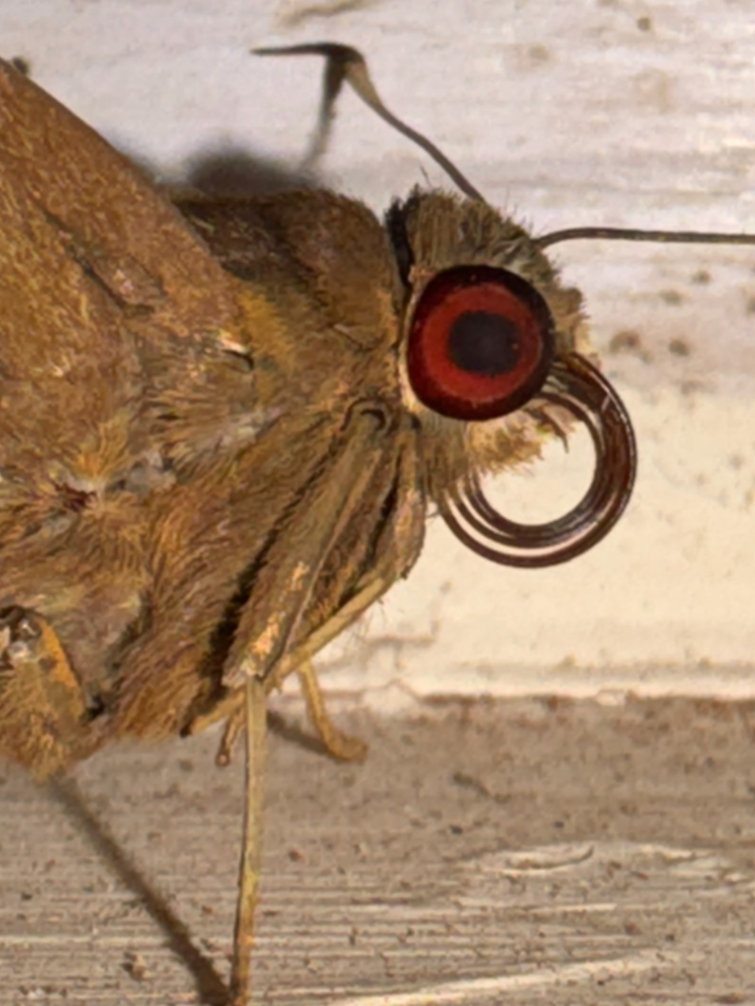 Erionota torus