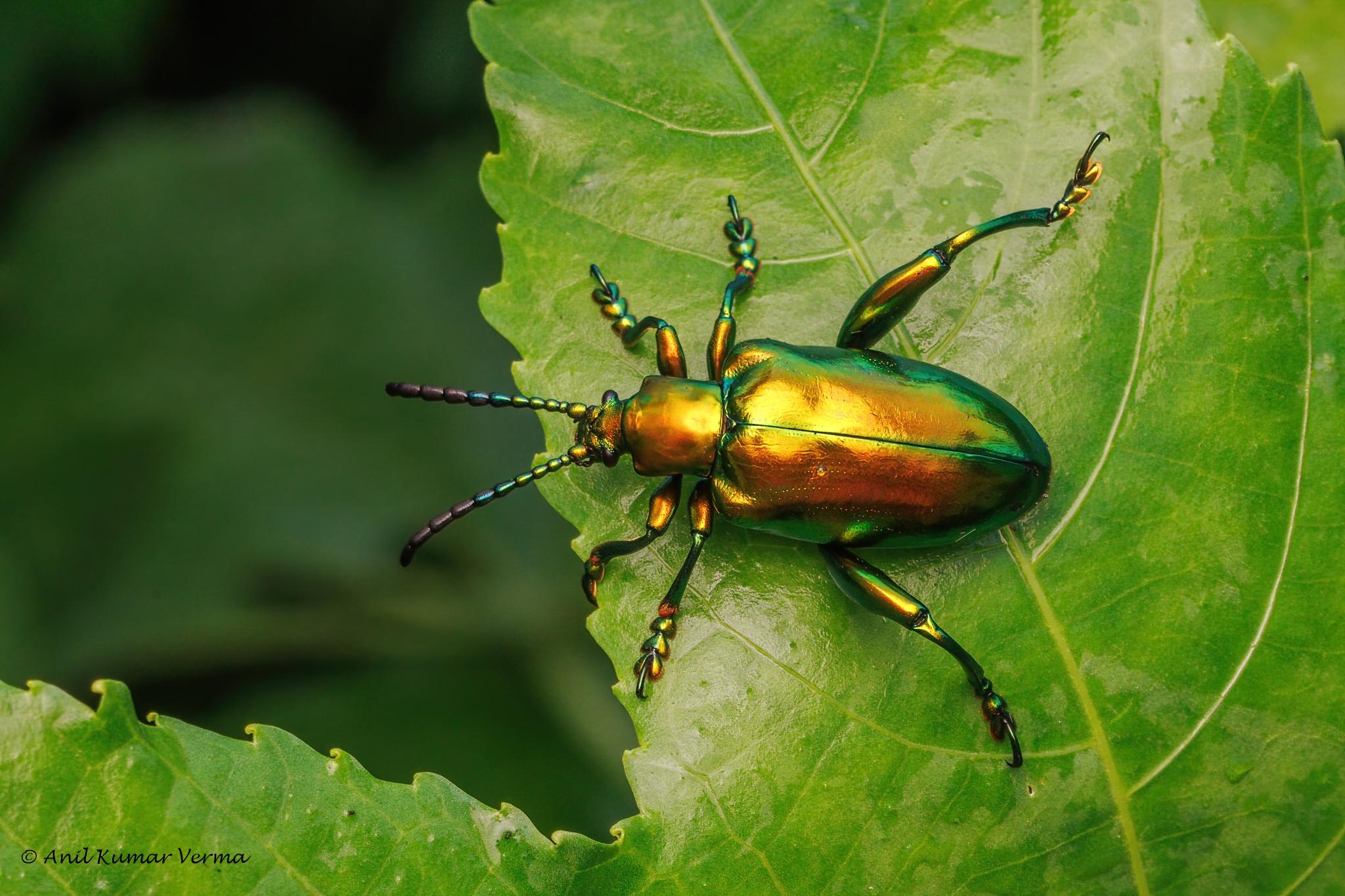 Sagra femorata