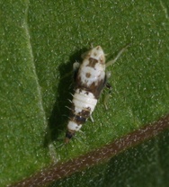 Scaphoideus titanus