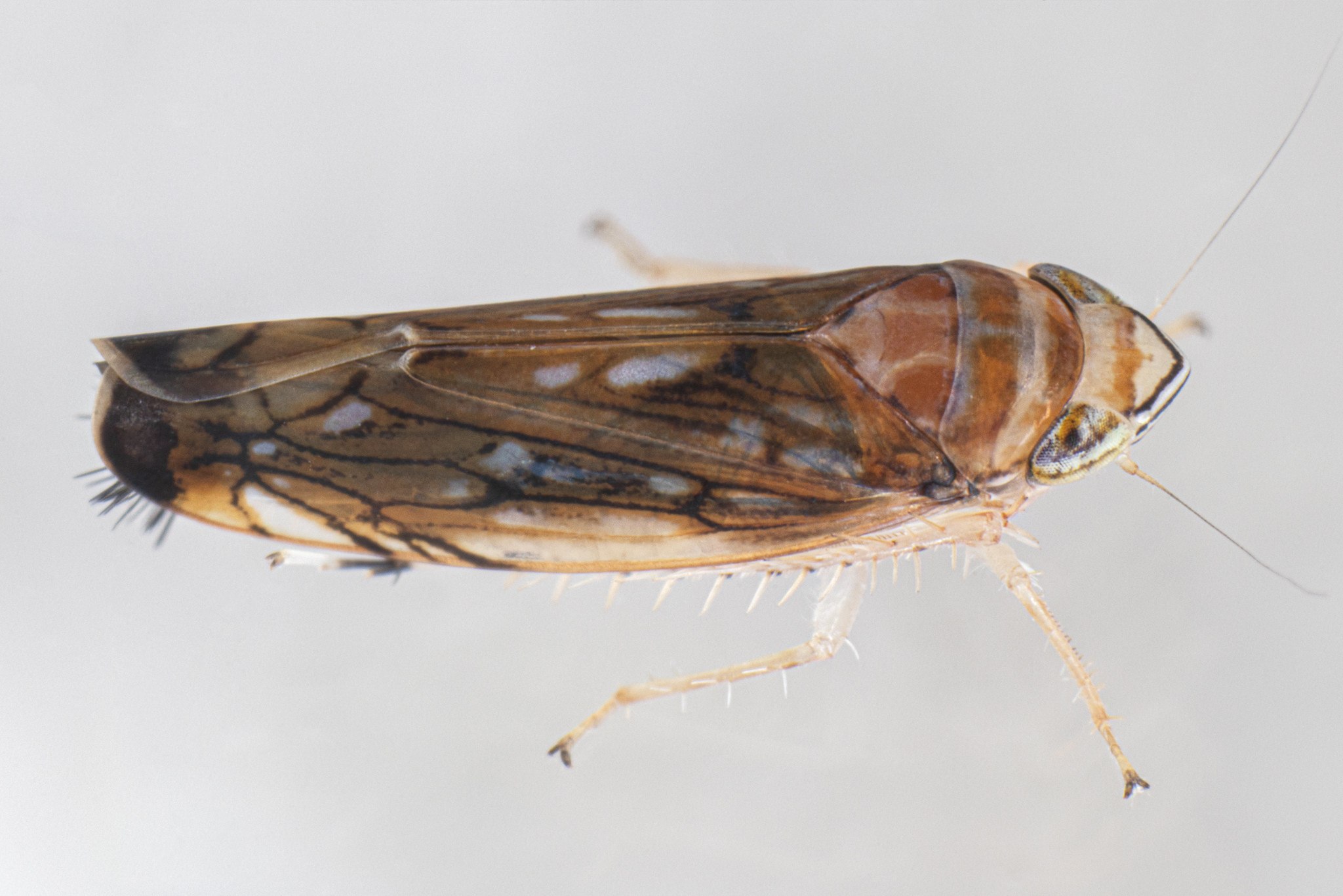 Scaphoideus titanus