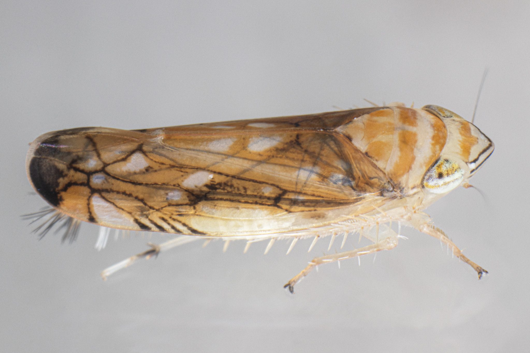 Scaphoideus titanus