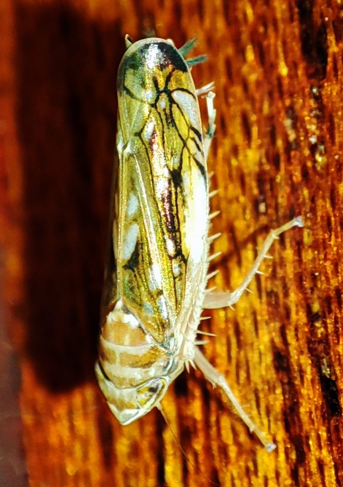 Scaphoideus titanus