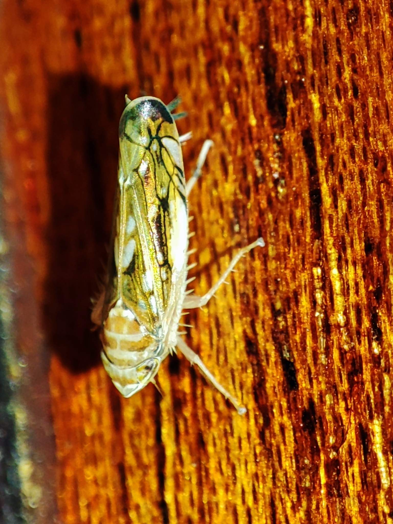 Scaphoideus titanus