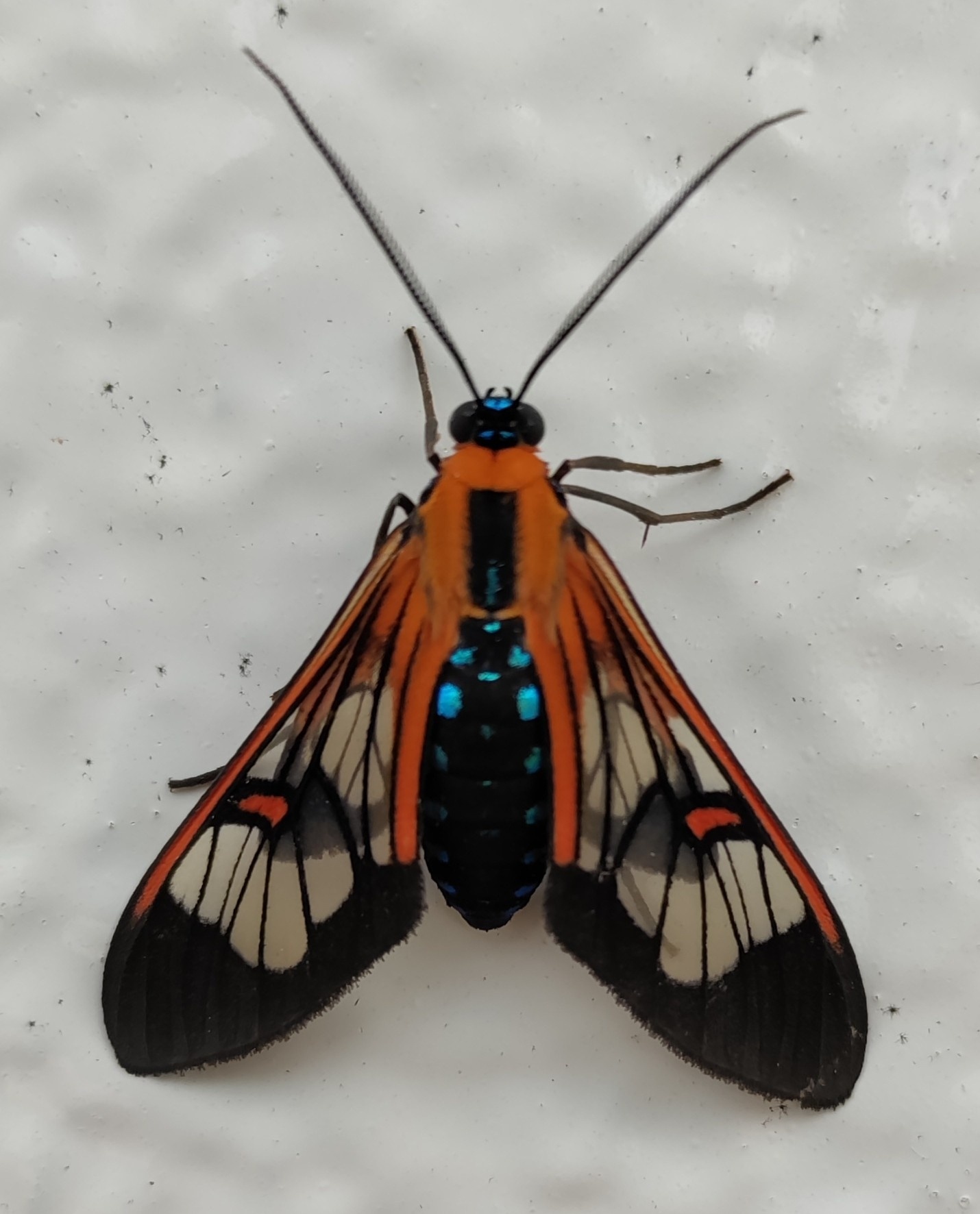Cosmosoma cingulatum