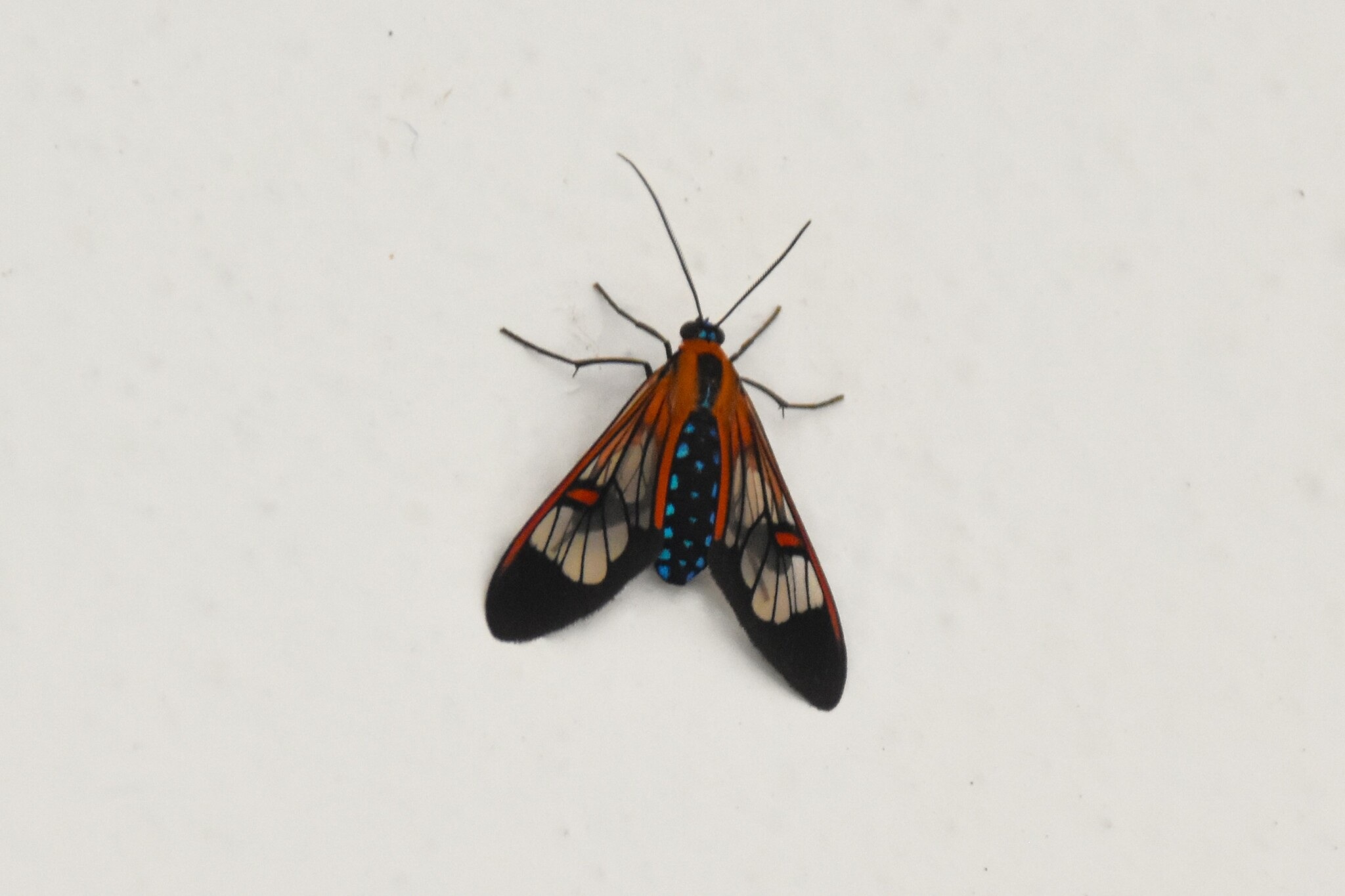 Cosmosoma cingulatum