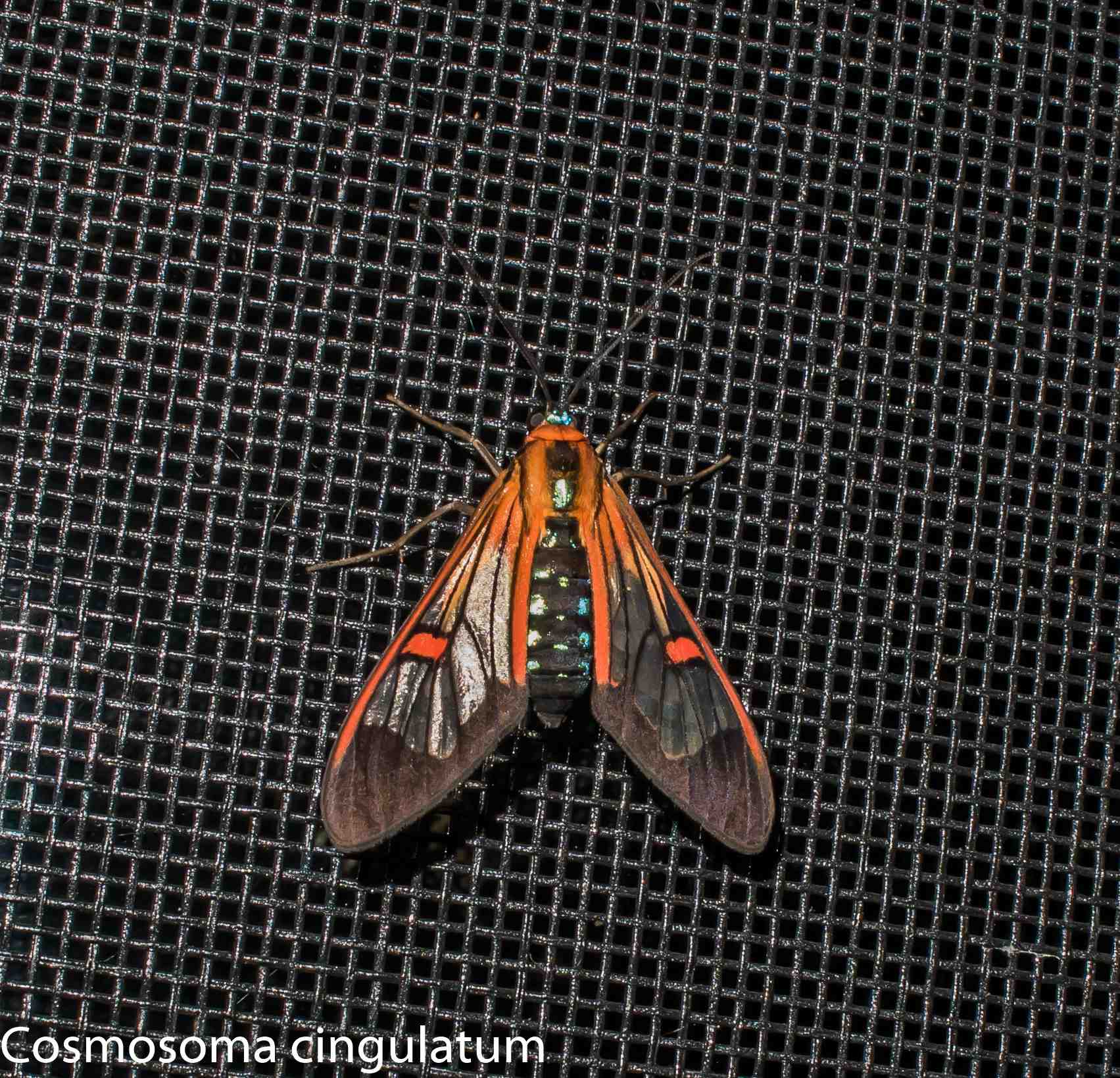 Cosmosoma cingulatum