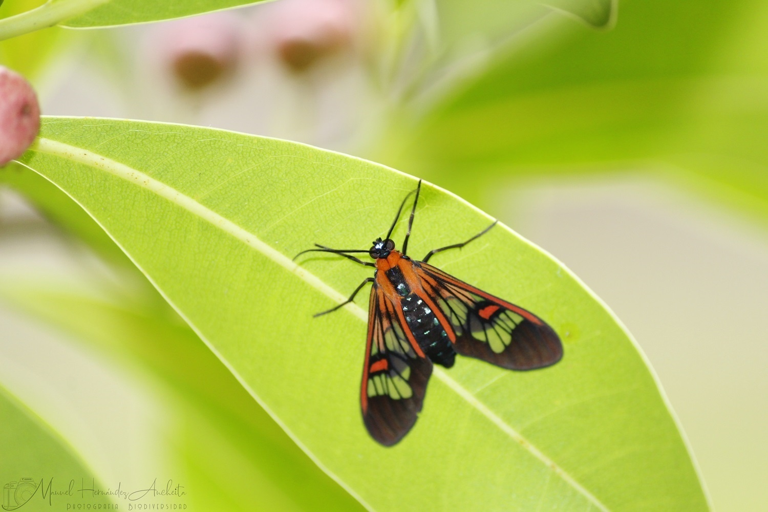 Cosmosoma cingulatum
