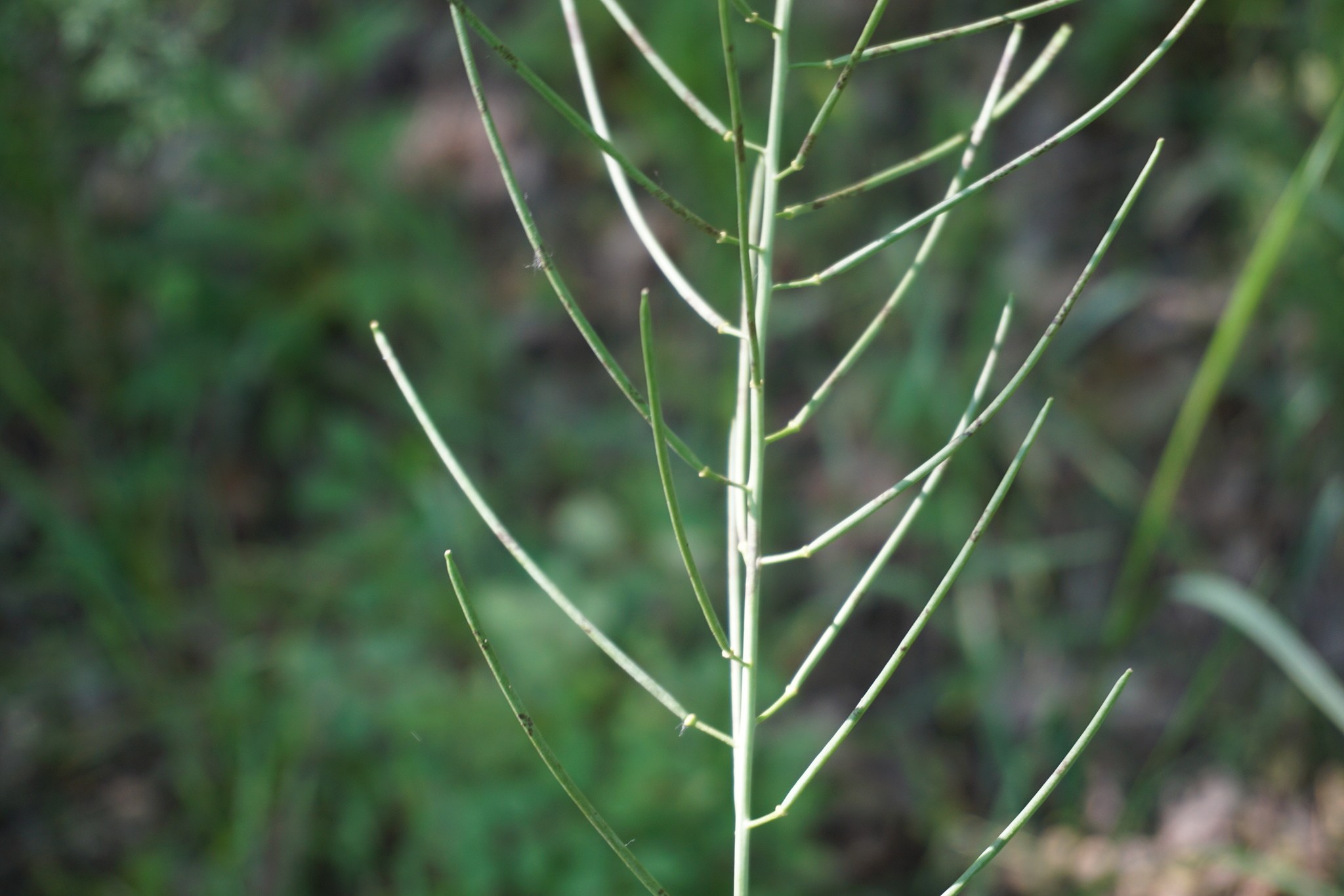 Conringia orientalis