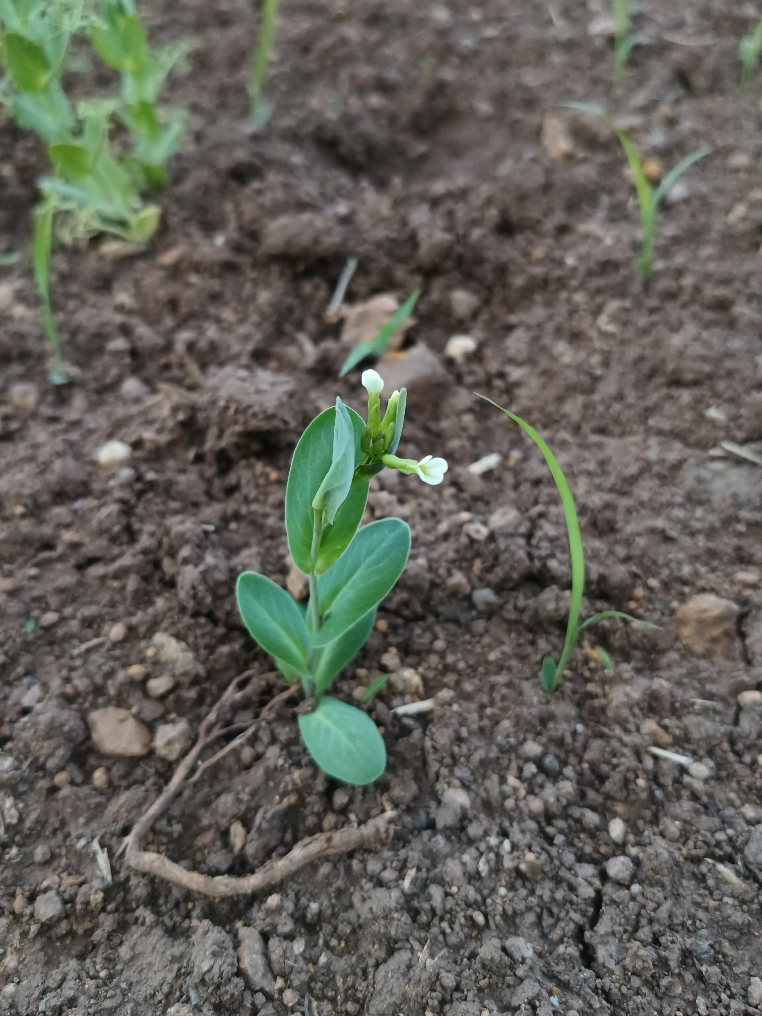Conringia orientalis