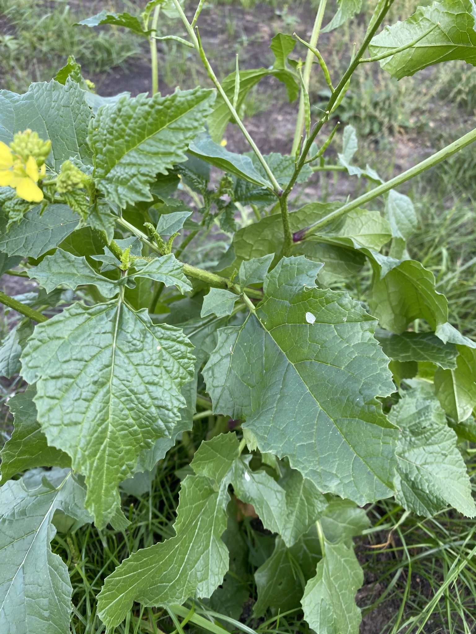 Mutarda arvensis