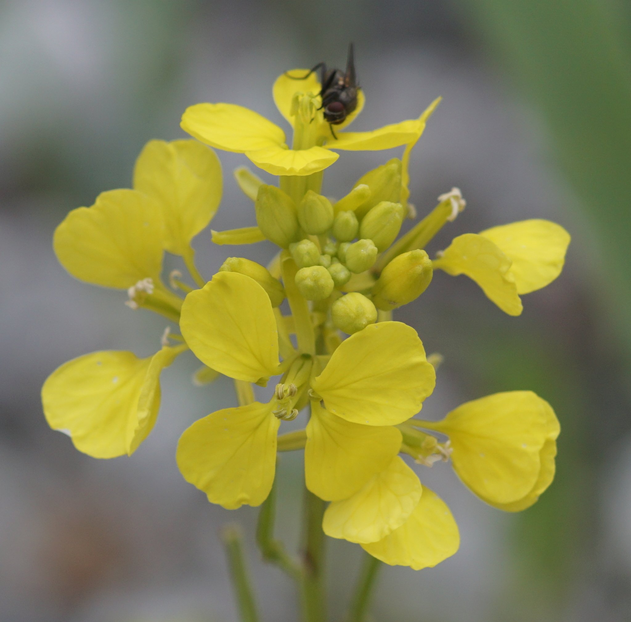 Mutarda arvensis