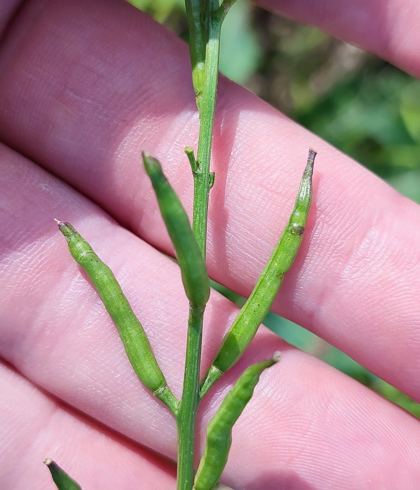 Mutarda arvensis