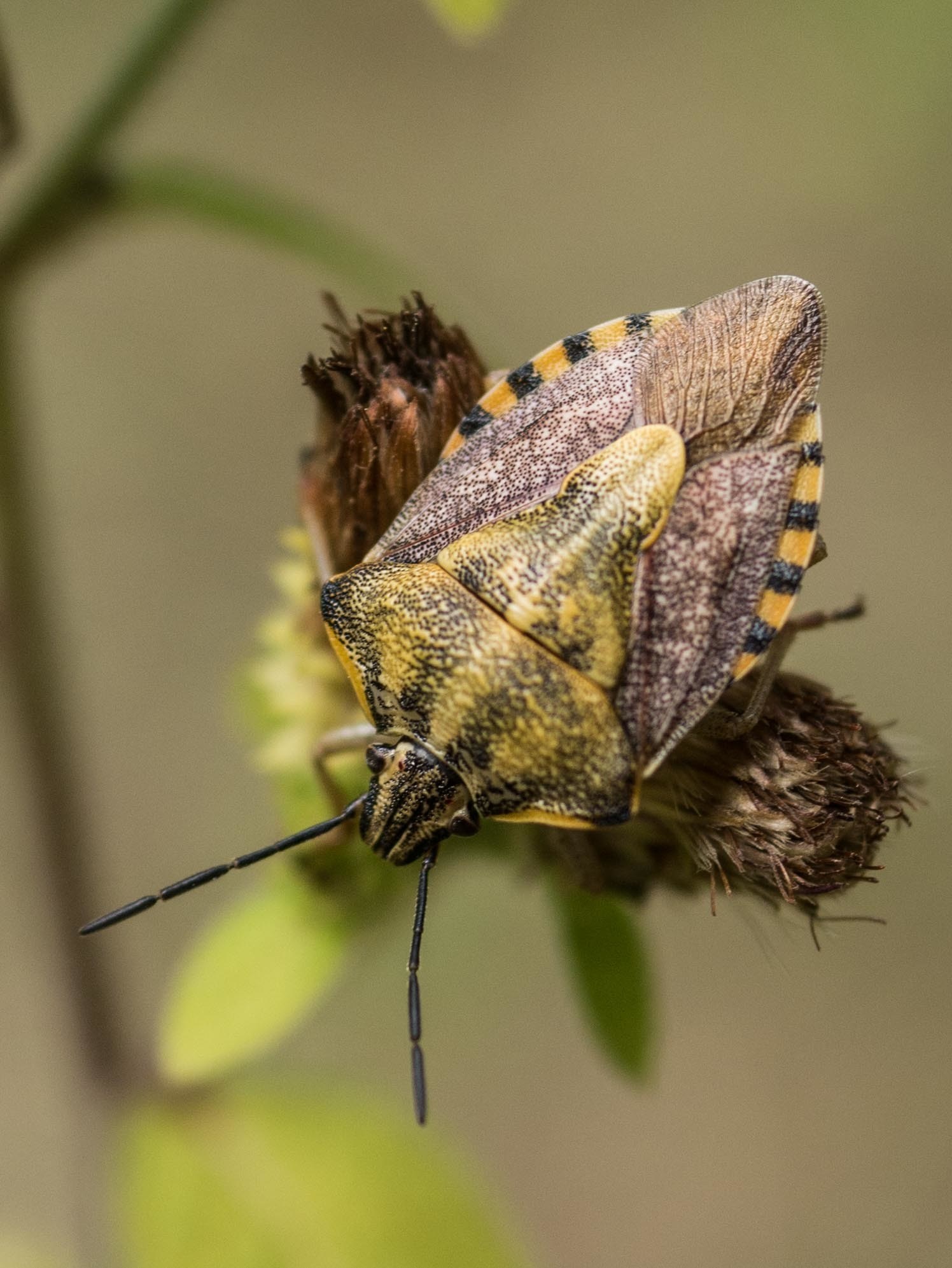 Carpocoris pudicus