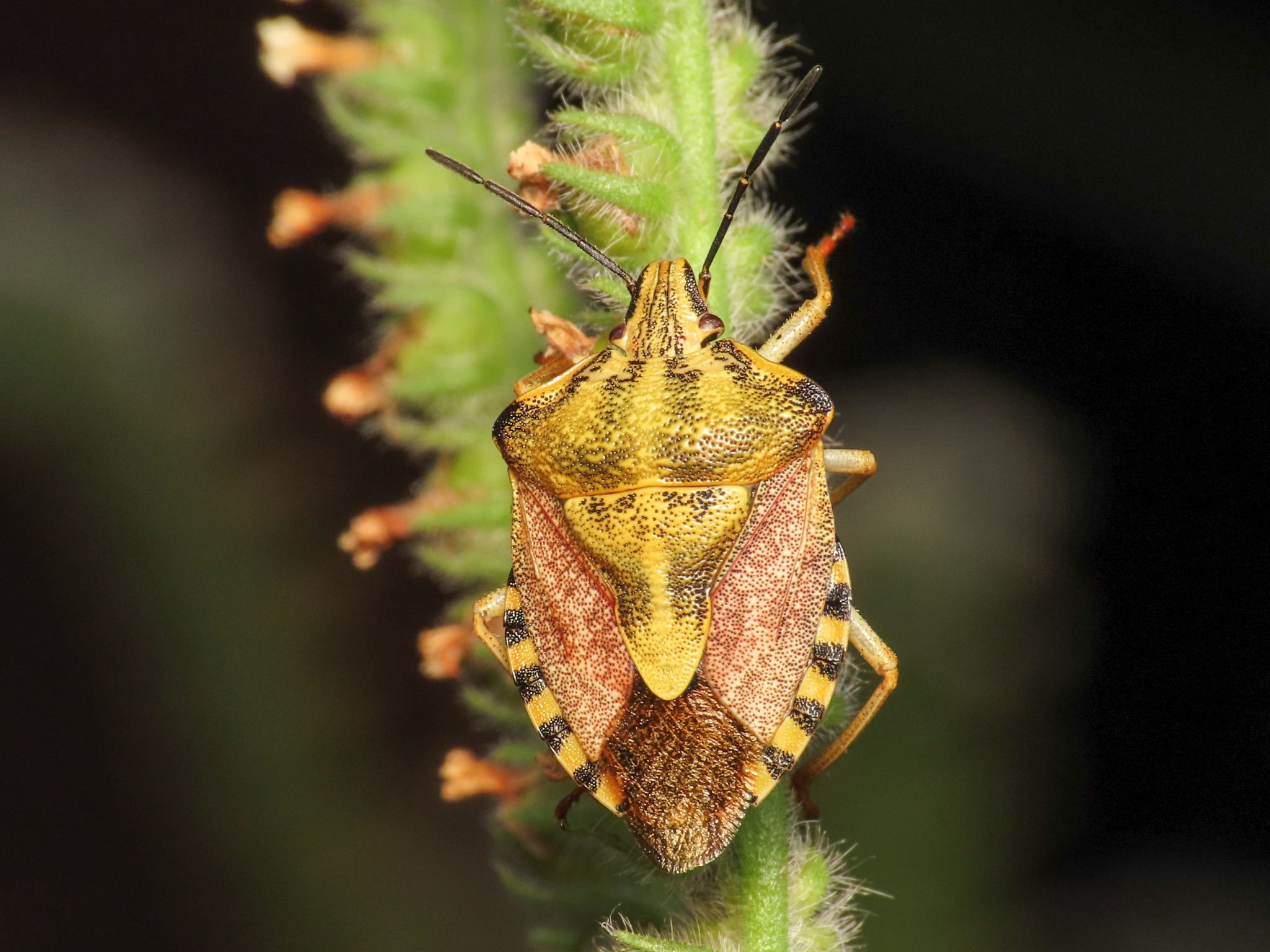 Carpocoris pudicus