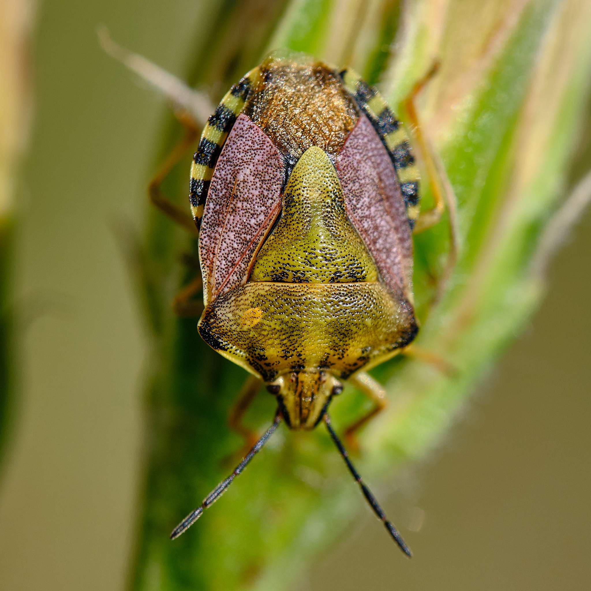 Carpocoris pudicus