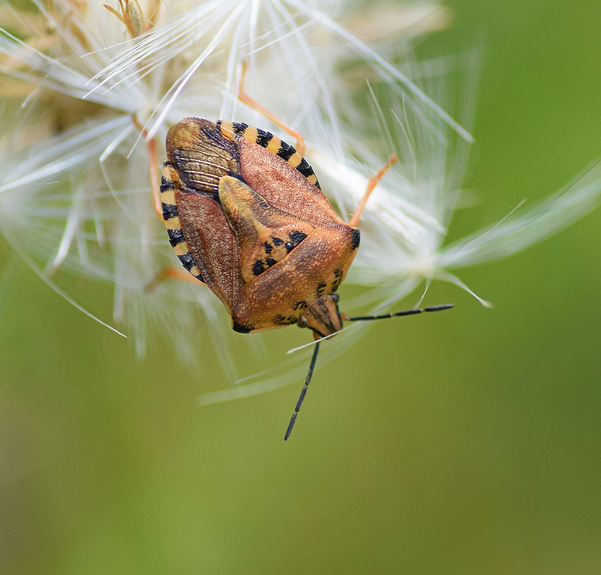 Carpocoris pudicus