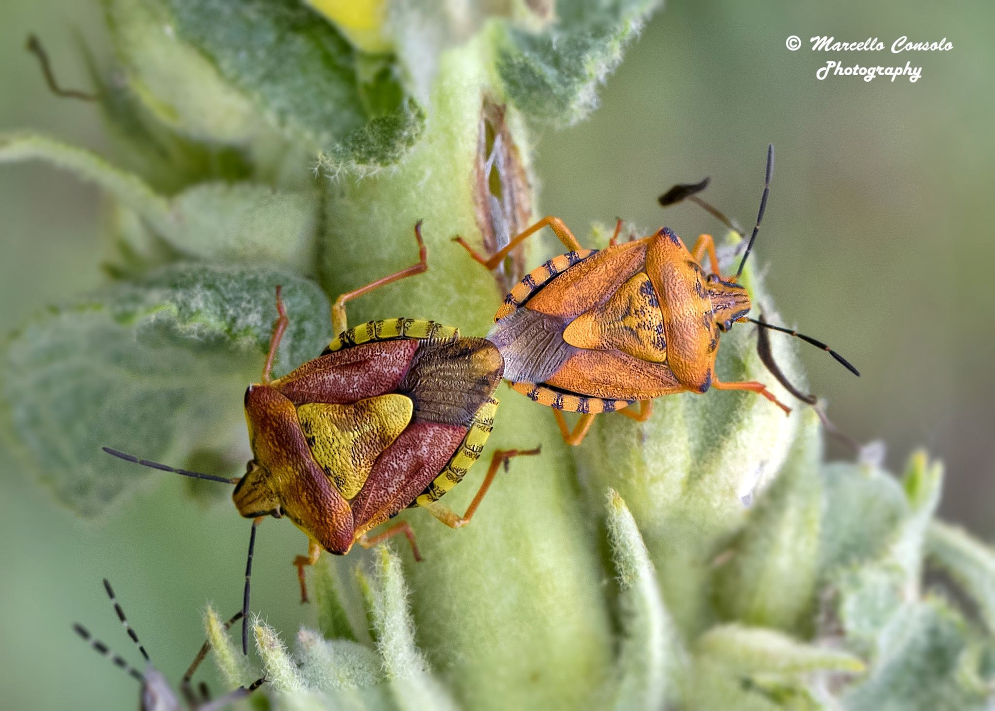 Carpocoris pudicus
