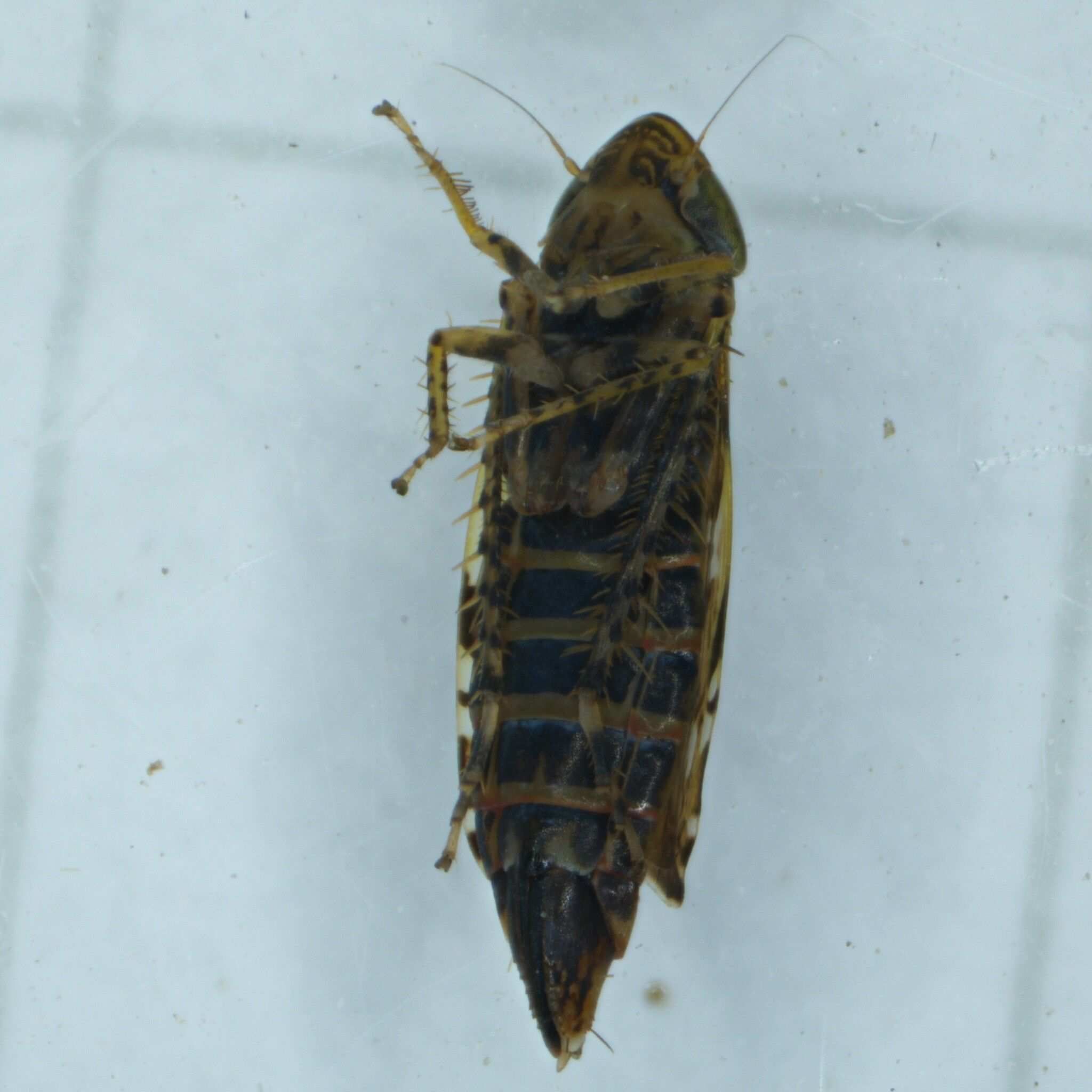 Metalimnus formosus