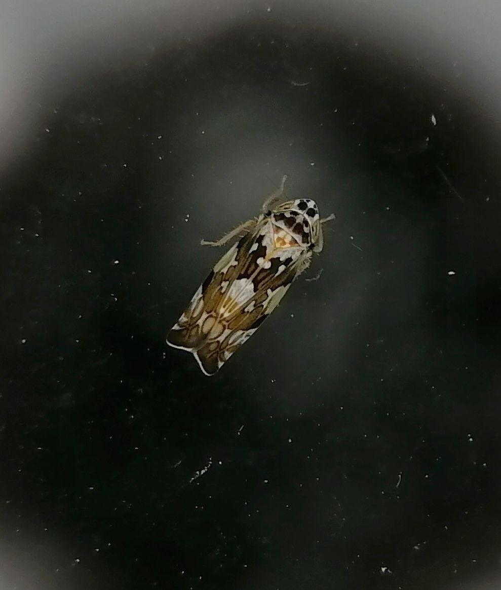 Metalimnus formosus