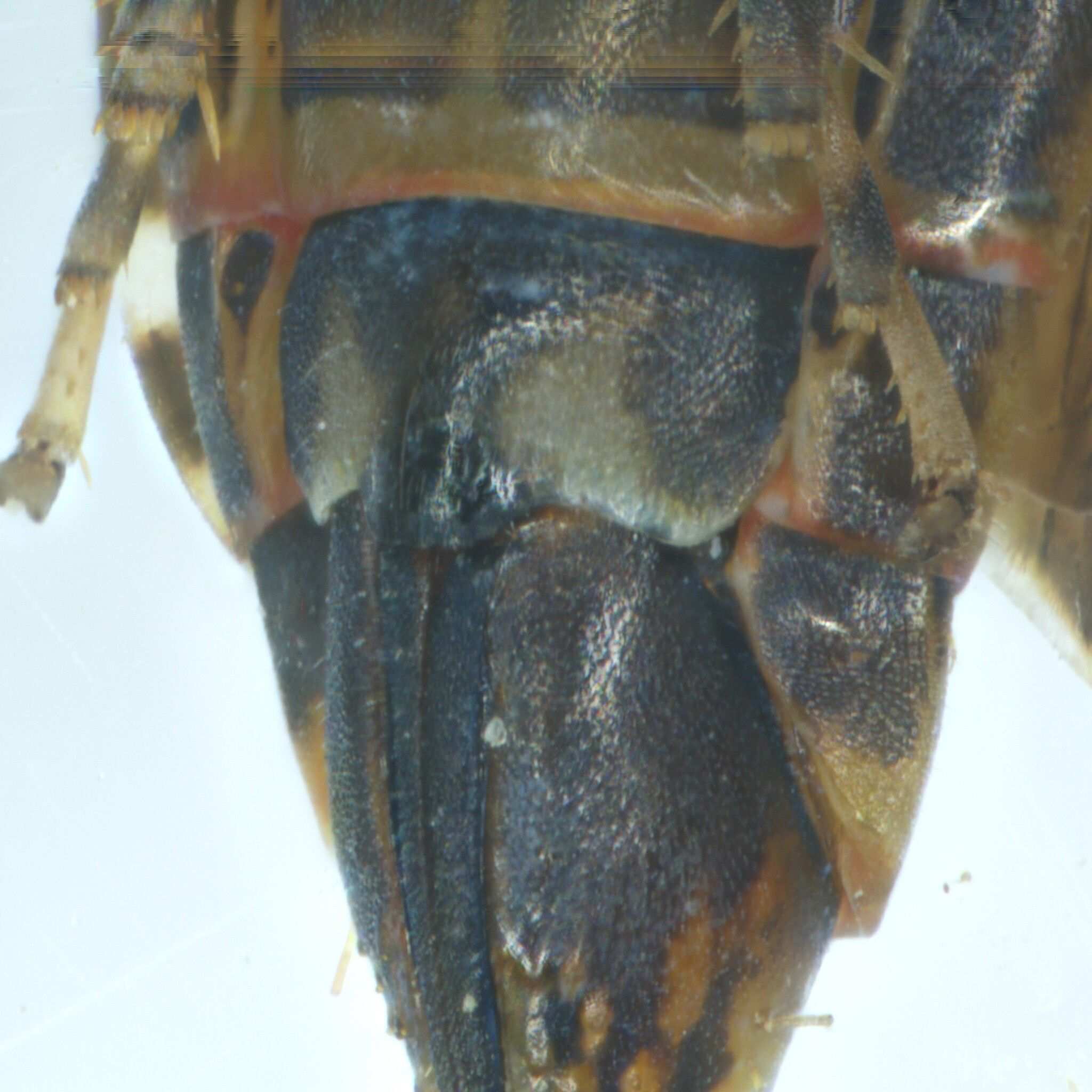 Metalimnus formosus
