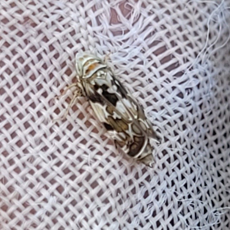 Metalimnus formosus