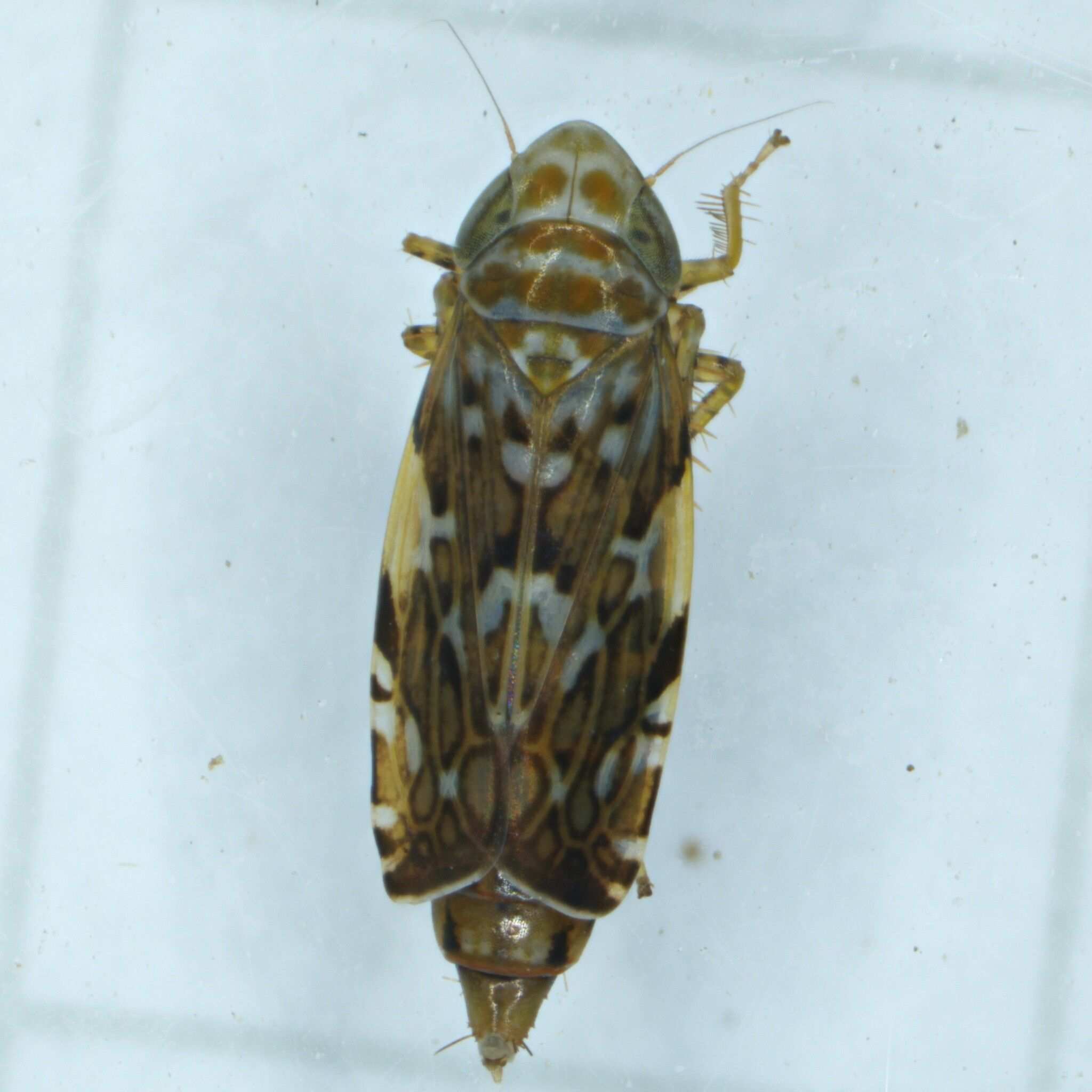 Metalimnus formosus