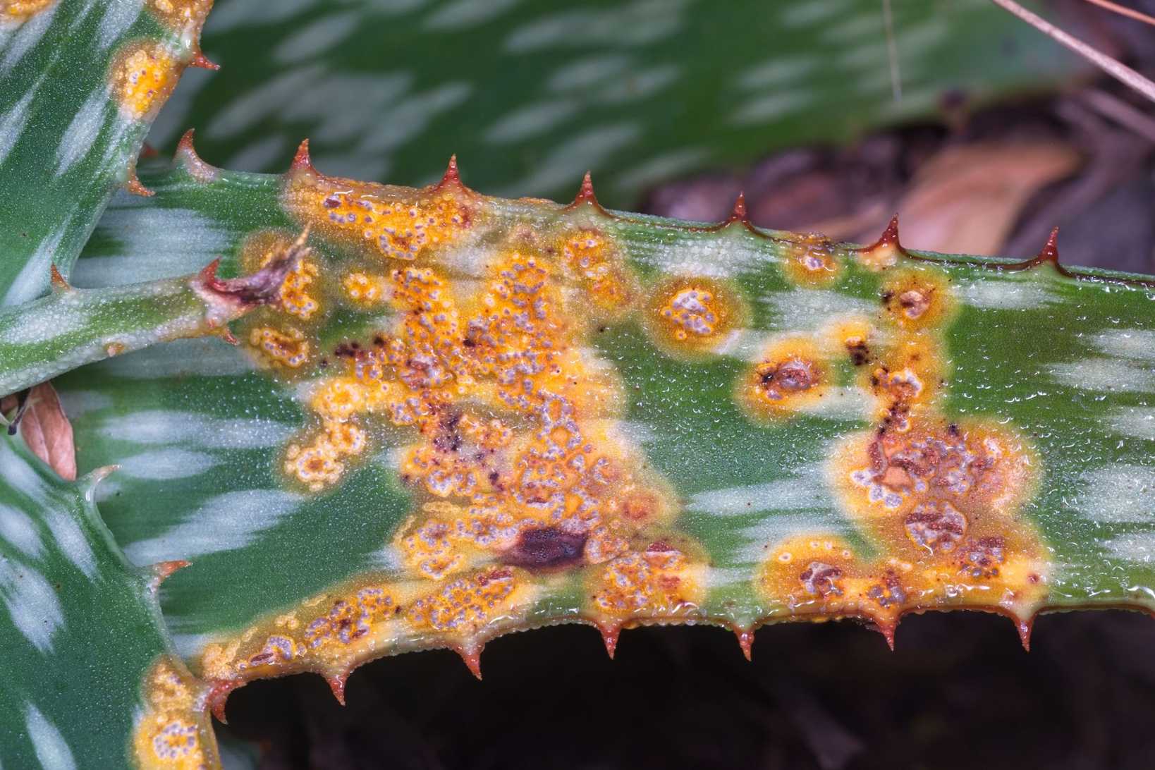 Uromyces aloes